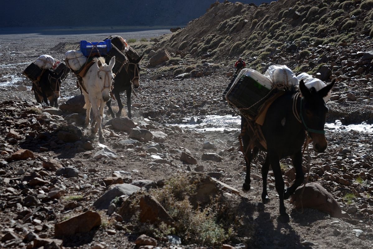 02 Mules Carrying Loads Up The Relinchos Valley From Casa de Piedra To Plaza Argentina Base Camp